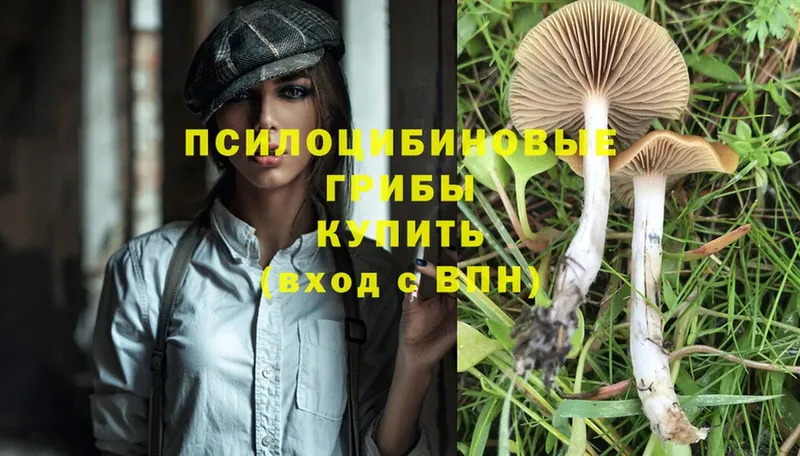 Псилоцибиновые грибы Psilocybine cubensis  Далматово 